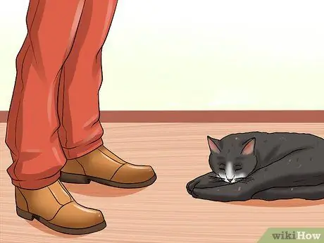 Уход за домашними кошками Шаг 9