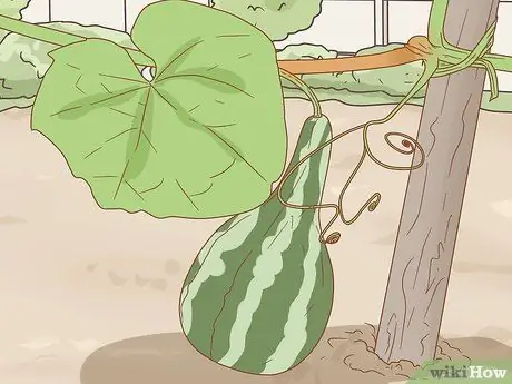 Сухие тыквы для скворечников Шаг 1