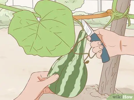 Сухие тыквы для скворечников, шаг 2