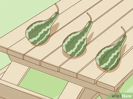 Сухие тыквы для скворечников Шаг 4