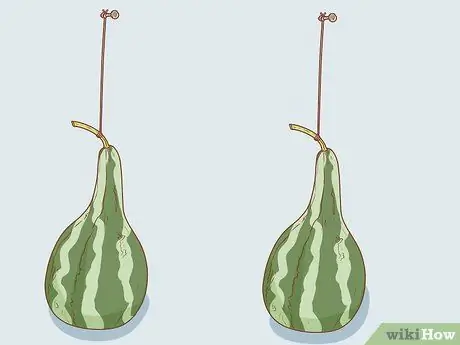 Сухие тыквы для скворечников Шаг 6