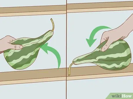 Сухие тыквы для скворечников Шаг 7