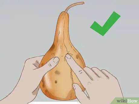 Сухие тыквы для скворечников Шаг 9