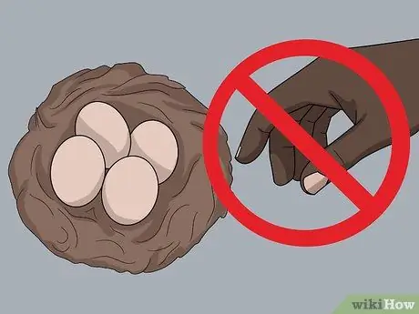 Монитор Nestboxes Шаг 6