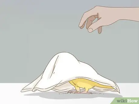 Успокойте птицу Шаг 10