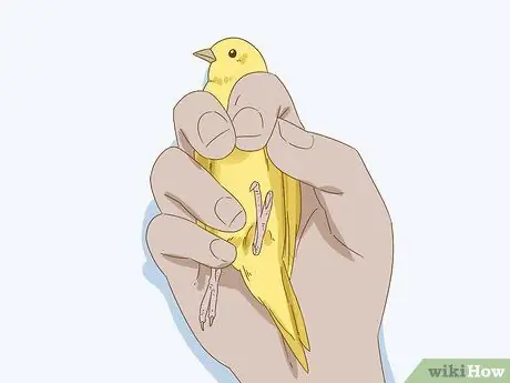 Успокойте птицу Шаг 11