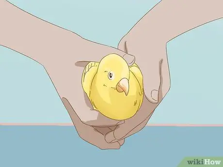 Успокойте птицу Шаг 12