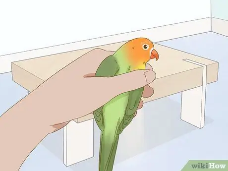 Успокойте птицу Шаг 13