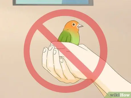 Успокойте птицу Шаг 15