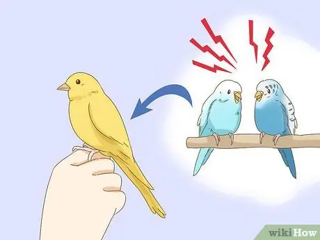 Успокойте птицу Шаг 8