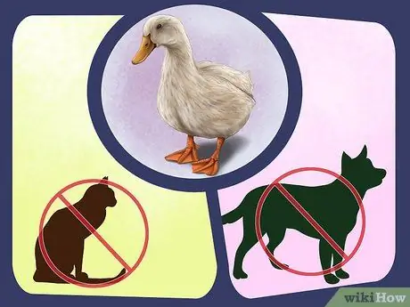 Привлечь уток Шаг 10