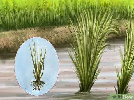 Привлечь уток Шаг 3