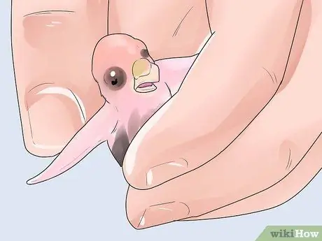 Поднять птенцов Шаг 16