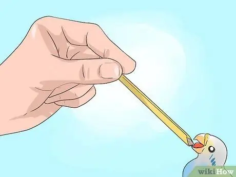 Выращивание птенцов, шаг 18