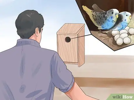 Выращивание птенцов, шаг 2