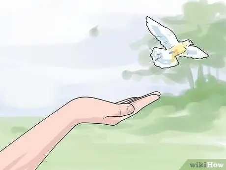 Выращивание птенцов Шаг 20