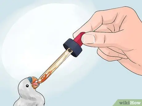 Выращивание птенцов, шаг 3