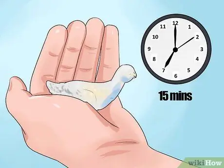 Выращивание птенцов, шаг 4