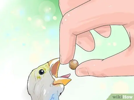 Выращивание птенцов, шаг 6