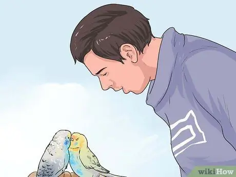 Выращивание птенцов, шаг 7