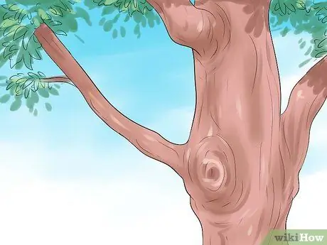 Изготовление натурального лука и стрелы Шаг 1