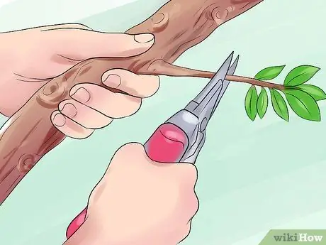 Сделайте естественный лук и стрелу, шаг 2