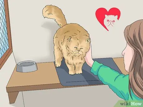 Определите персидскую кошку Шаг 14