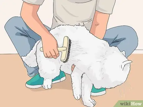 Определить персидскую кошку Шаг 2