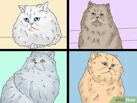 Определить персидскую кошку Шаг 3