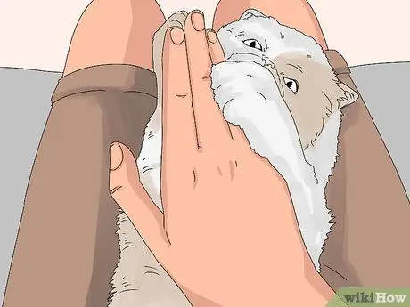 Определить персидскую кошку Шаг 8