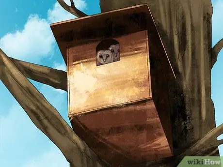 Привлечение сипух Шаг 3