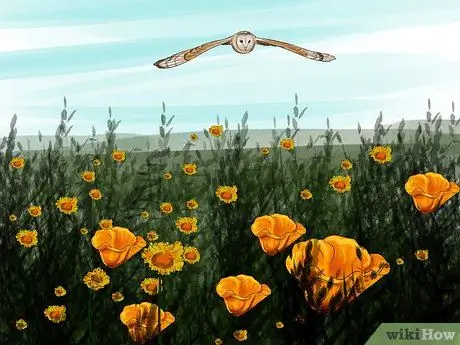 Привлечение сипух Шаг 5