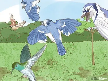 Привлечь Блю Джейс Шаг 11