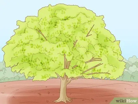 Привлечь Блю Джейс Шаг 6