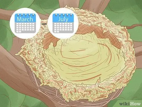 Привлечь Блю Джейс Шаг 8