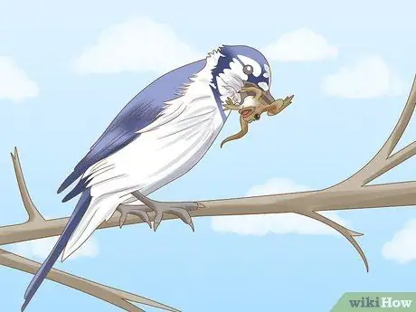 Привлечь Блю Джейс Шаг 9