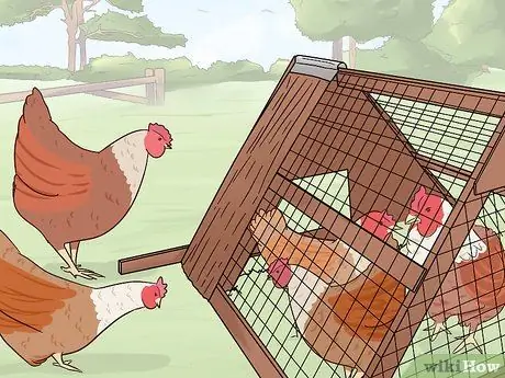 Добавление новых цыплят в стадо Шаг 1