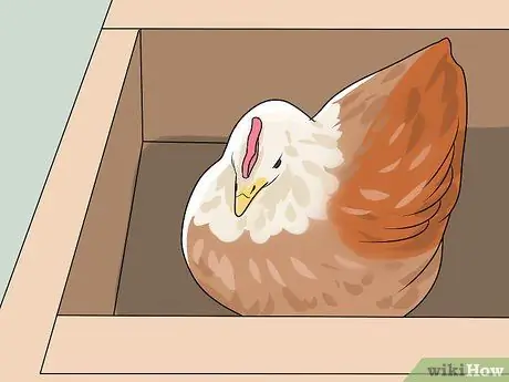 Добавление новых цыплят в стадо Шаг 3