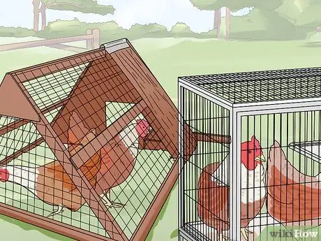 Добавление новых цыплят в стадо Шаг 4