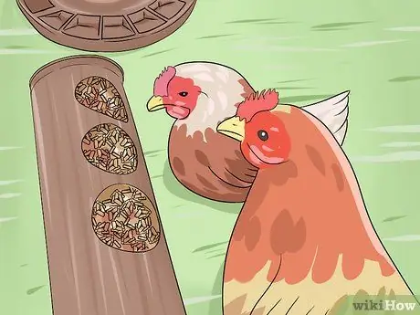 Добавление новых цыплят в стадо Шаг 5