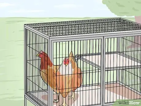 Добавление новых цыплят в стадо Шаг 6