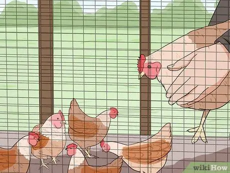 Добавление новых цыплят в стадо Шаг 7