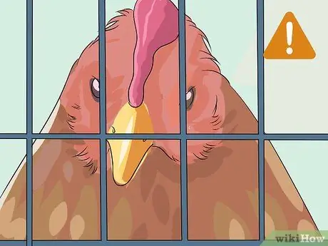 Добавление новых цыплят в стадо Шаг 8