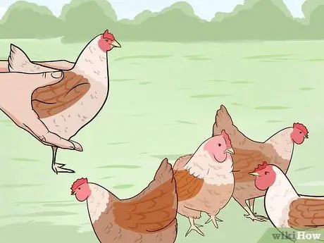 Добавление новых цыплят в стадо Шаг 9