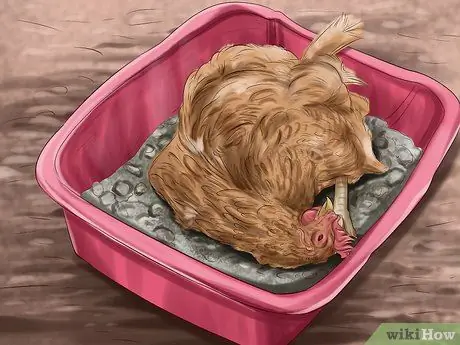 Постройте сад, дружелюбный к курицам, шаг 10