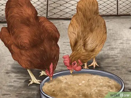 Постройте сад, дружелюбный к курицам, шаг 11