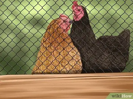 Постройте огород, подходящий для кур, шаг 2