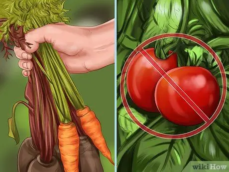 Постройте сад, дружелюбный к курицам, шаг 6