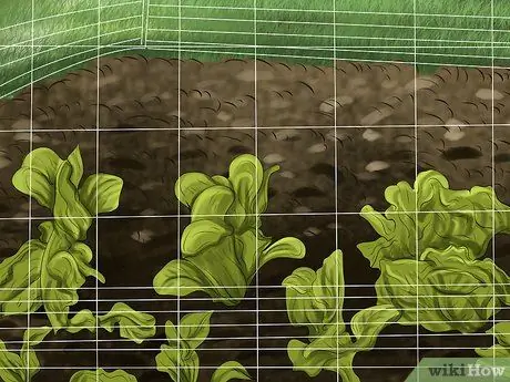 Постройте огород, подходящий для кур, шаг 7