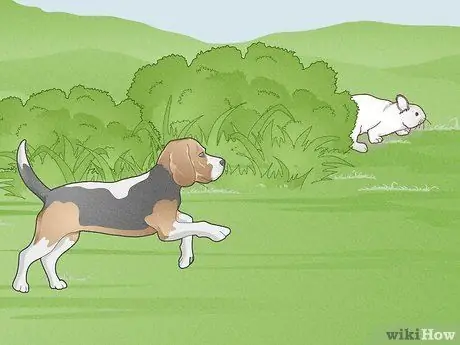 Охота на кролика Шаг 14